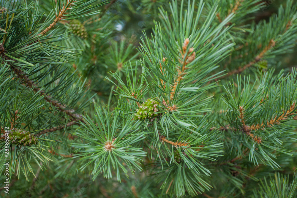 Pine with cones. Beautiful background with a pine branch with needles and cones. Harvesting for the New Year and Christmas. Festive pattern. Bright pine decorations xmas concept. Pine with cones. Beautiful background with a pine branch with needles and cones. Harvesting for the New Year and Christmas. Festive pattern. Bright pine decorations xmas concept.