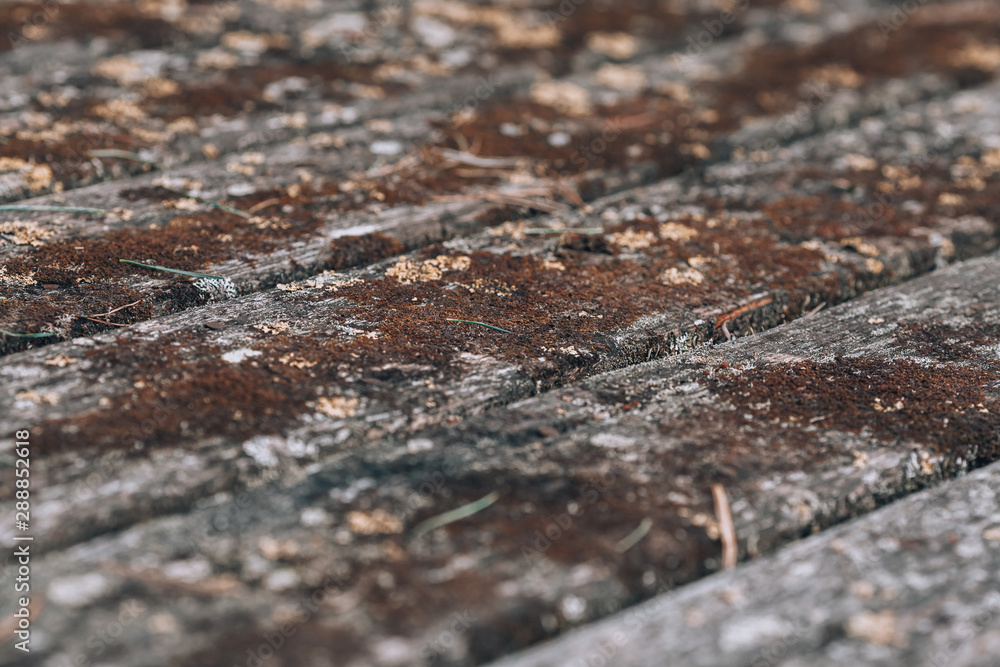 Old wooden floor with moss. Background with windward wood. Timber covered with green moss.
