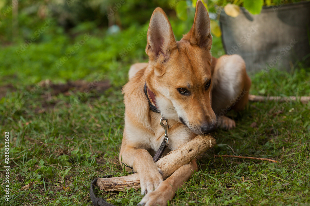 Dog eating stick. Red dog plays in the yard with a log. Beautiful large dog with a stick portrait.