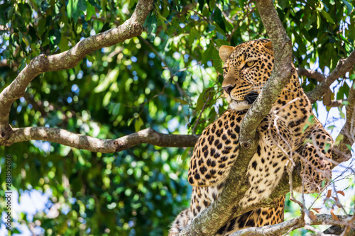 A closeup portrait of leopard on a tree inside Masai Mara national park reserve. Wildlife safari in Kenya, Africa. photo