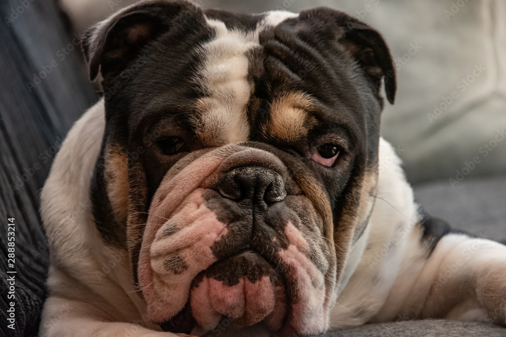 Die englische bulldogge Sir Paul Die englische bulldogge Sir Paul