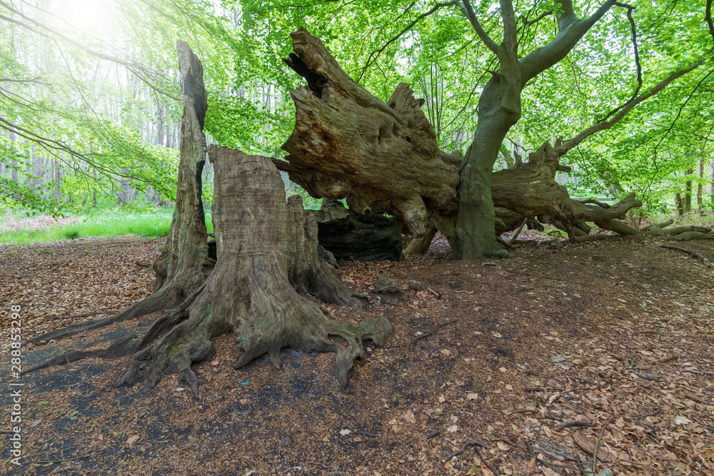 entwurzelter Baum nach schwerem Sturm