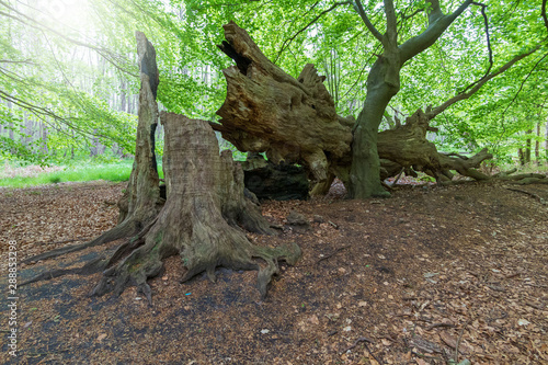 entwurzelter Baum nach schwerem Sturm