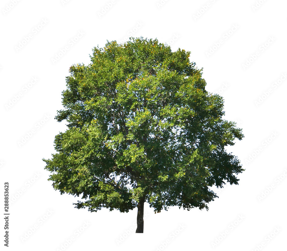 Fototapeta premium Tree isolated on white background