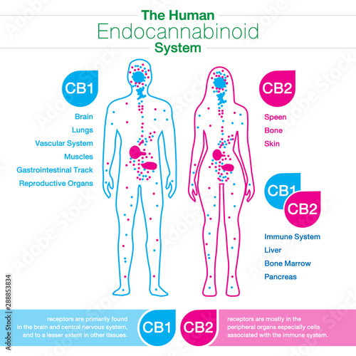 human endocannabinoid system target active in male and female body.Endocannabinoid