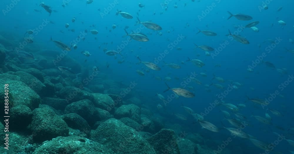 Reef fishes from the sea of cortez, mexico Reef fishes from the sea of cortez, mexico