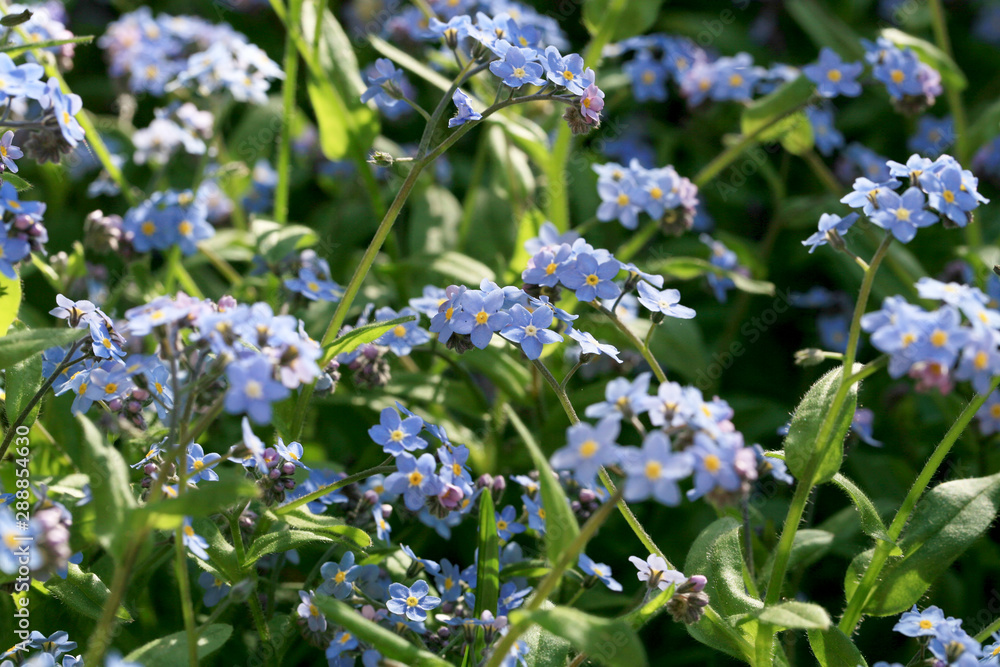 A field of forget-me-not in the spring home garden. A field of forget-me-not in the spring home garden.