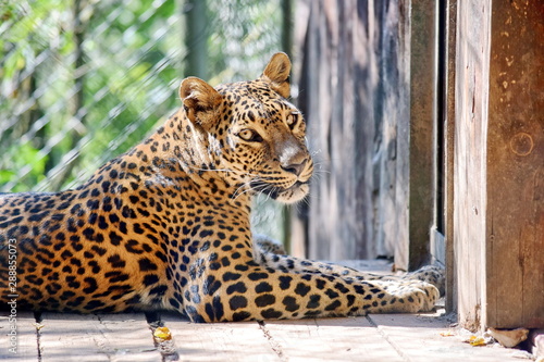 Cute Leopard Panthera Pardus Kotiya Portrait