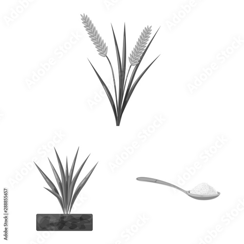 Isolated object of food and organic icon. Collection of food and agricultural stock vector illustration.