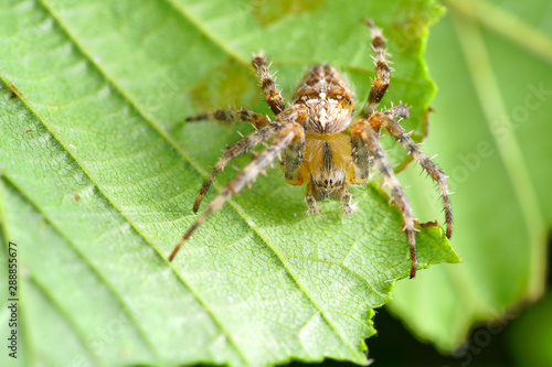 Scary brown and orange spider on a green leaf, close-up focus on eye