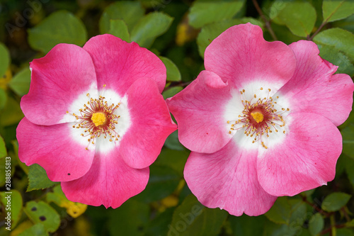 Rosa rubiginosa horizontal pair of two eglantine flowers pink and white with green leaf on background