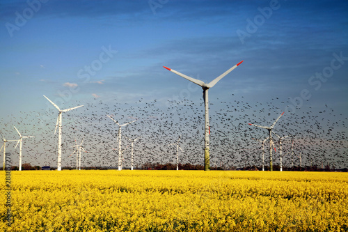 GERMANY, Ein großer Vogelschwarm vor vielen Windkraftanlagen photo