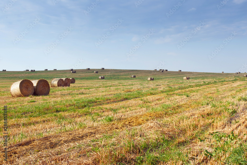 Fototapeta premium the field after summer harvest