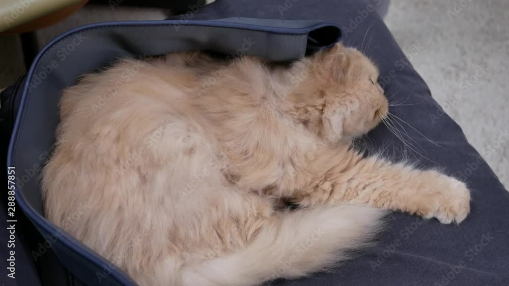 Motion of persian cat waiting for eating food on chair while doing Bemer therapy at home with 4k resolution Motion of persian cat waiting for eating food on chair while doing Bemer therapy at home with 4k resolution