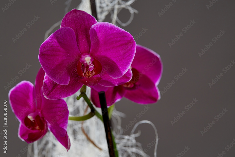 Orchidee