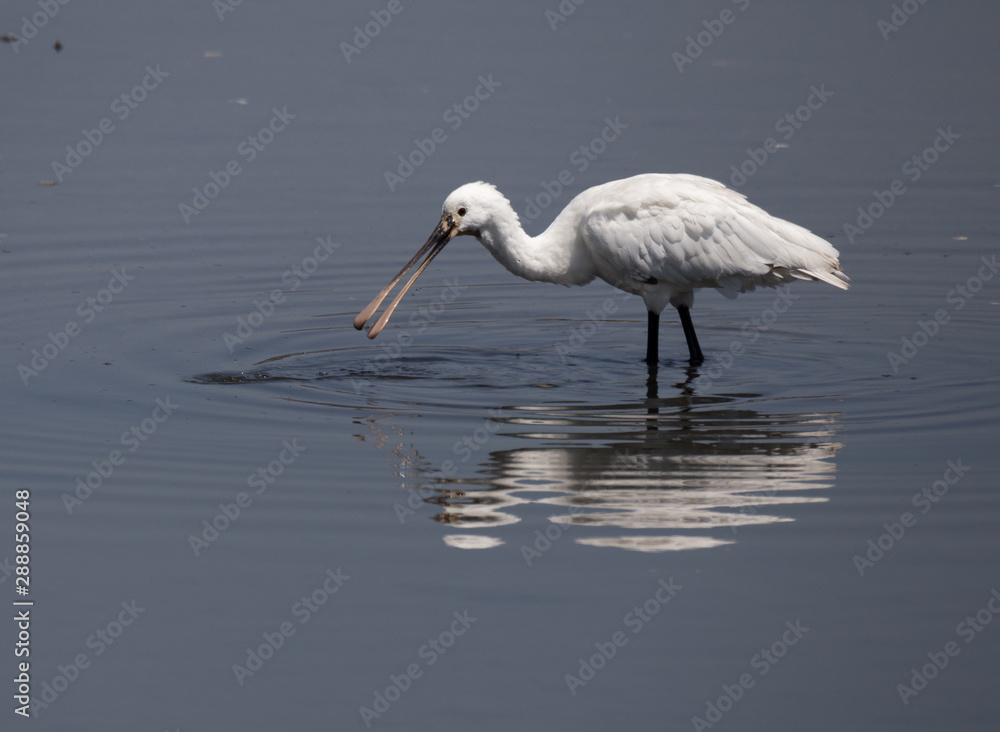 Big white bird, the Big white bird, the