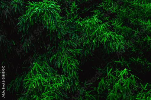 The leaves of bamboo are deep green. Natural green background.