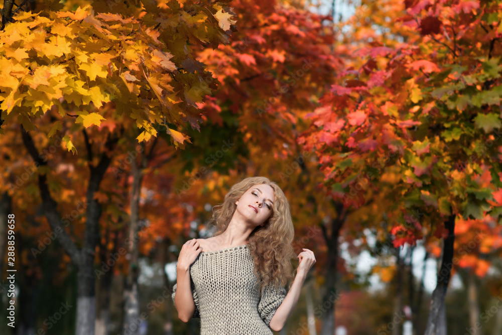 Portrait of a beautiful girl with long blond curly hair in knitted sweater among colorful yellow and red maple trees in autumn park on a warm sunny day. Fall scenery Portrait of a beautiful girl with long blond curly hair in knitted sweater among colorful yellow and red maple trees in autumn park on a warm sunny day. Fall scenery