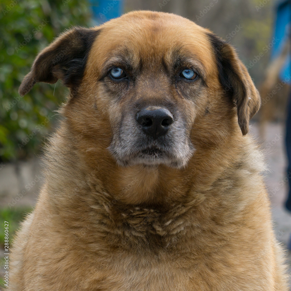 Colored Eyed Dog, Old Dog Portrait, Serious Dog Close Up Photo, Homeless Animal Looking Straight to Camera