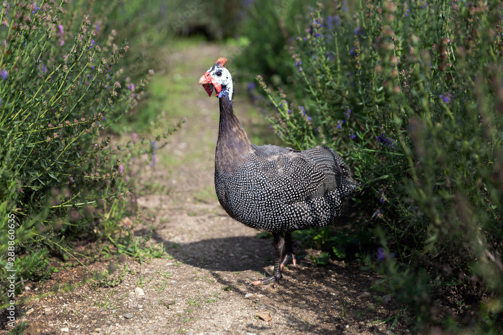 Guinea fowl on the path Guinea fowl on the path