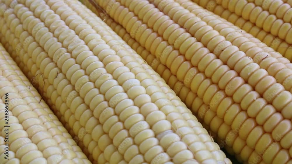 Corn on the cob, close up view of fresh summer vegetable Corn on the cob, close up view of fresh summer vegetable