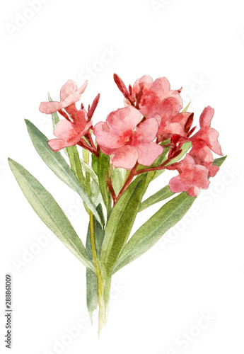 Color illustration of flowers in watercolor paintings