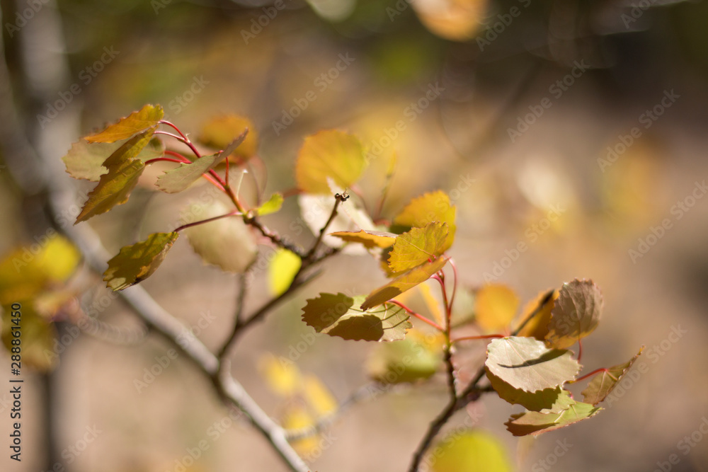 Birch leaves in spring in the sun Birch leaves in spring in the sun