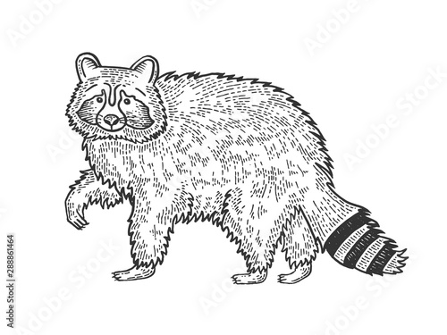 Raccoon animal sketch engraving vector illustration. Tee shirt apparel print design. Scratch board style imitation. Black and white hand drawn image.