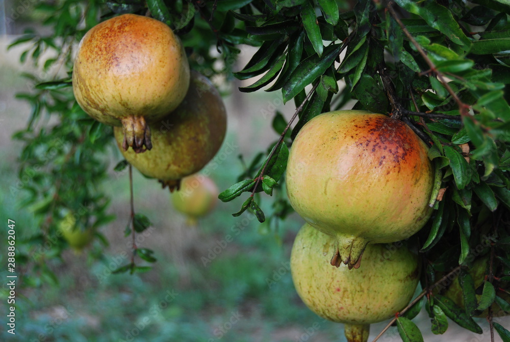 Pomegranate Fruit Hanging on Tree Pomegranate Fruit Hanging on Tree
