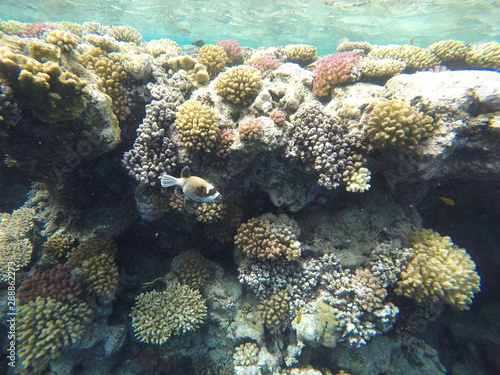 coral reef with fish © Daniel
