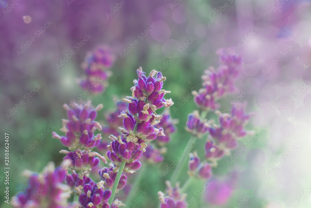 Naklejka premium floral blurred background. Lavender flowers in blurred light