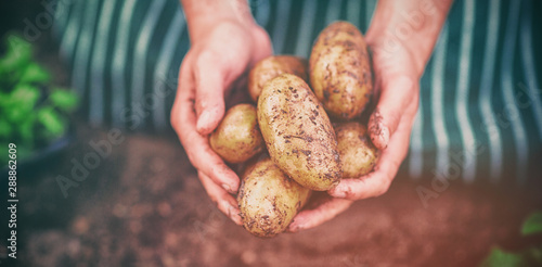 Gardener harvesting potatoes at greenhouse