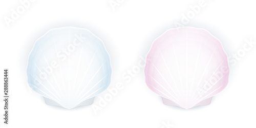 Set of two seashells isolated on white background, blue and pink shells, vector illustration