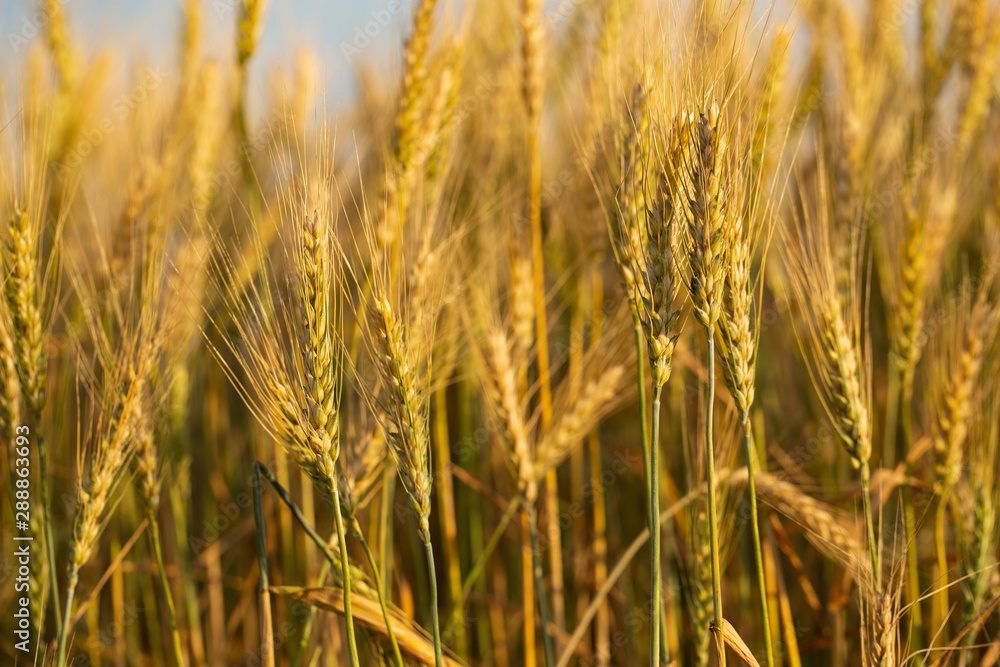 Golden cereals ready for harvest. Grain field. Space for wheat. Land for agricultural purposes. Food base of the human race.