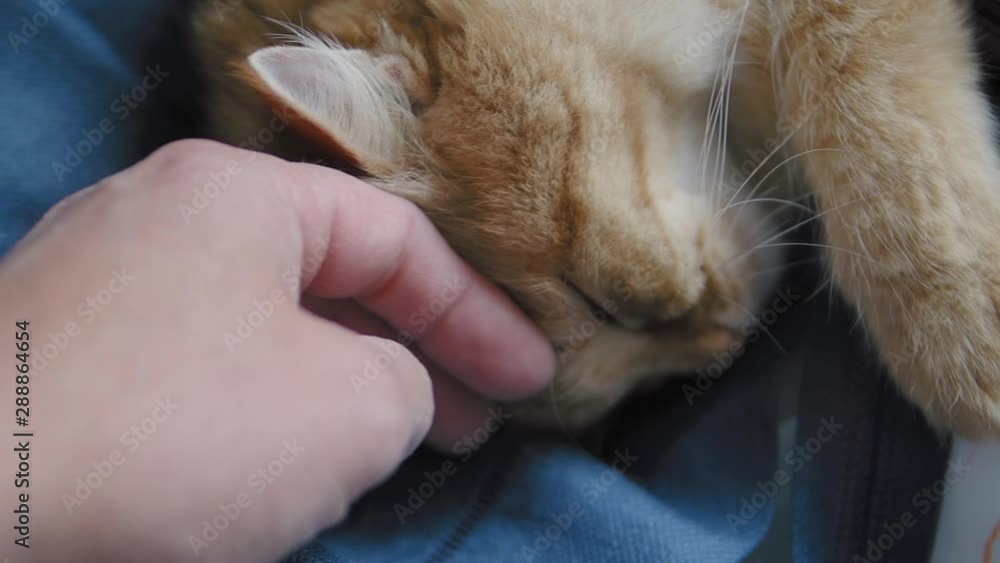 Cute ginger cat dozing on dark blue fabric. Close up slow motion footage of fluffy pet. Man stroking his domestic animal. Cute ginger cat dozing on dark blue fabric. Close up slow motion footage of fluffy pet. Man stroking his domestic animal.
