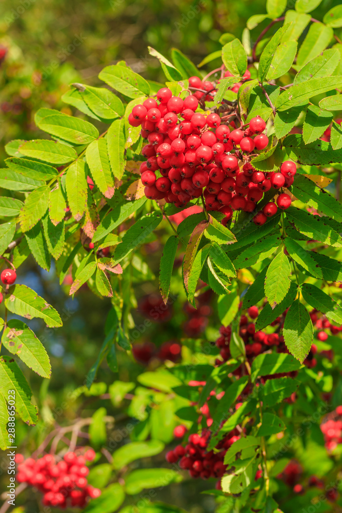 Rowan berries on a branch. Autumn harvest. Rowan tree berries hang on a green branch. Rowan berries on a branch. Autumn harvest. Rowan tree berries hang on a green branch.