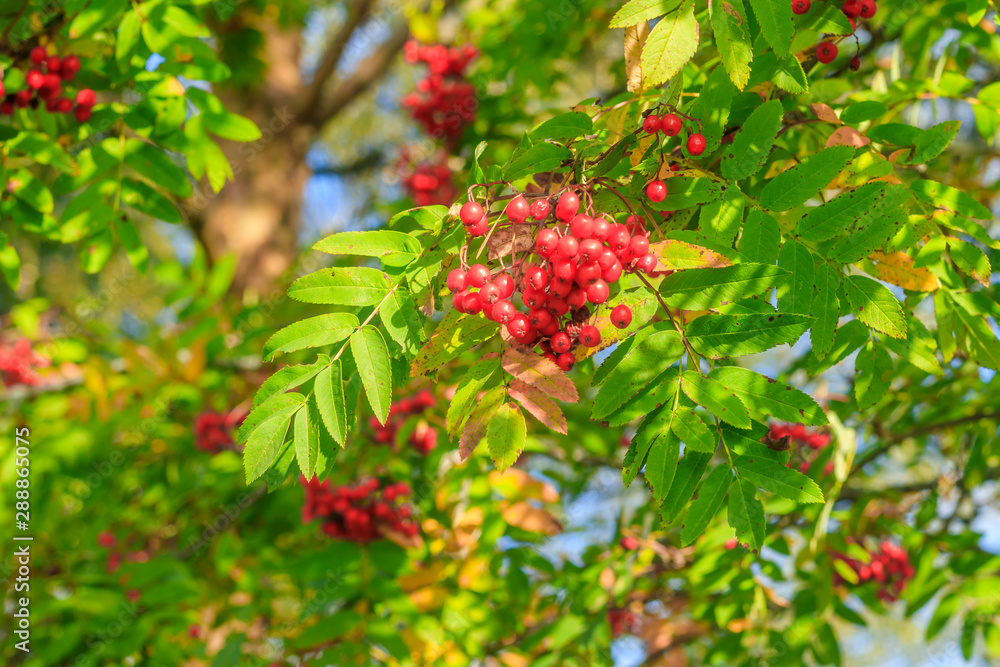 Rowan berries on a branch. Autumn harvest. Rowan tree berries hang on a green branch. Rowan berries on a branch. Autumn harvest. Rowan tree berries hang on a green branch.