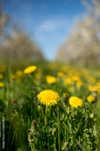 Yellow flowers dandelions on a green meadow between apple trees on a sunny day