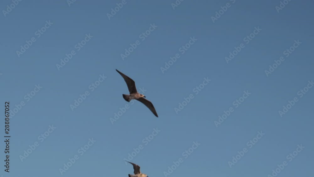 Slow motion seagulls flying overhead at dusk Slow motion seagulls flying overhead at dusk