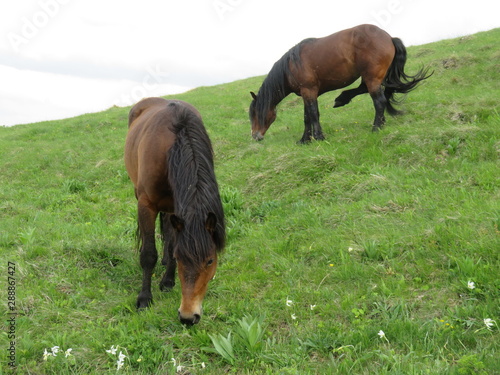 Mauntain Stolovi Serbia wild horses on meadow