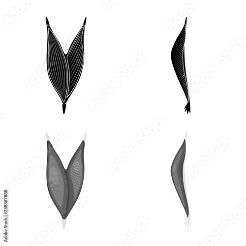 Isolated object of fiber and muscular sign. Set of fiber and body stock symbol for web.