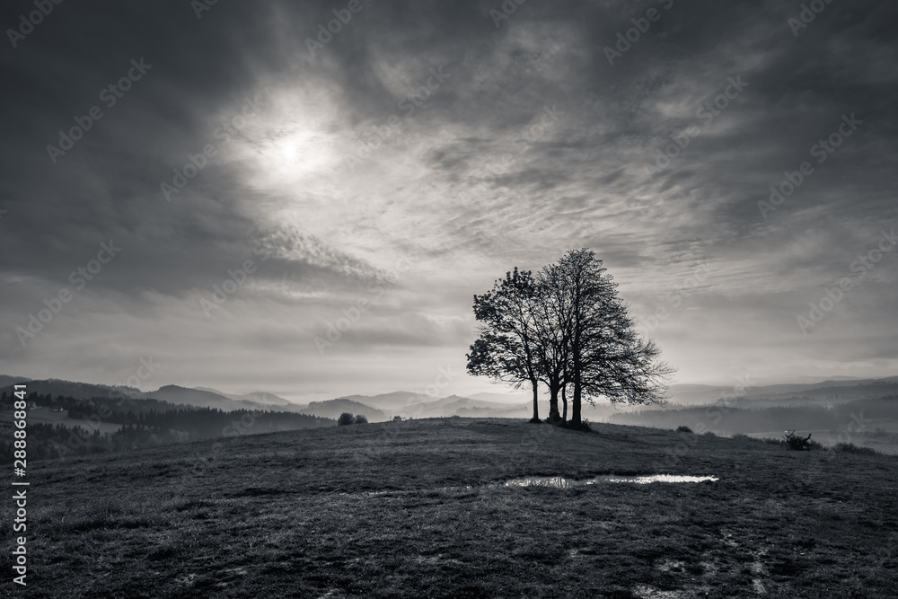 Lonely tree in mountains at cloudy day, Spisz, Poland