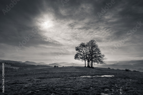 Lonely tree in mountains at cloudy day, Spisz, Poland photo