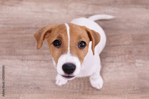 Cute two months old Jack Russel terrier puppy with folded ears. Small adorable doggy with funny fur stains. Close up, copy space, wood textured floor and white wall background.