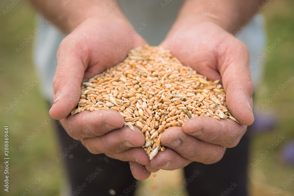 Farmers manually clean the harvested grain. Farmers manually clean the harvested grain.