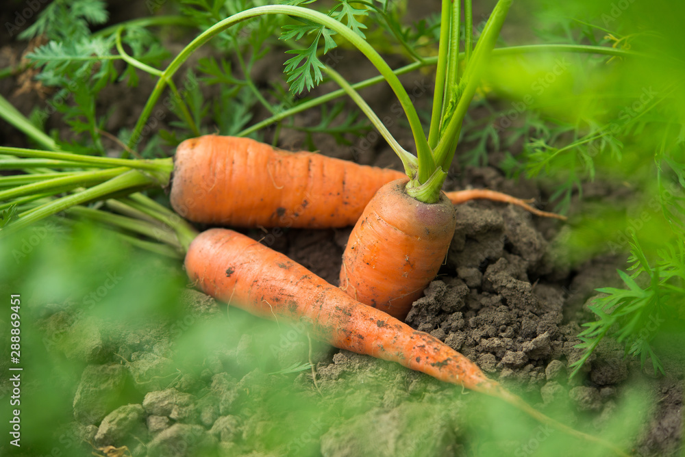 Fresh harvest of carrots on the field in sunny weather Fresh harvest of carrots on the field in sunny weather