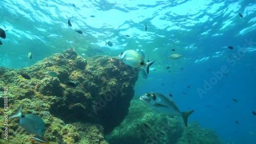 Fish and rock underwater seascape in the Mediterranean sea, France, Occitanie, Pyrenees-Orientales photo