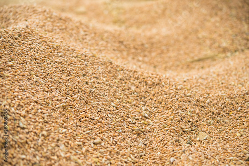 closeup of grain wheat