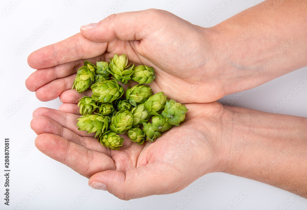 Hand Hopfen Hand Hopfen