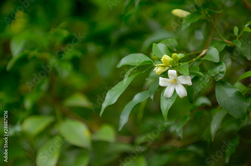 Wrightia religiosa Benth, White flower tree.